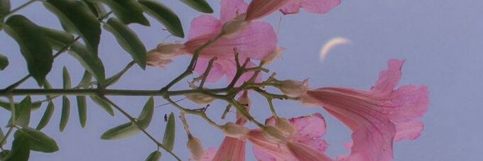 LenInppn_'s profile banner image