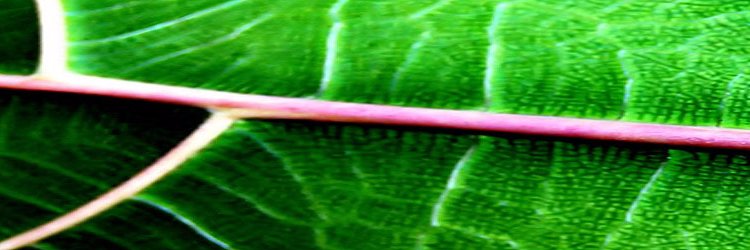 amistes's profile banner image