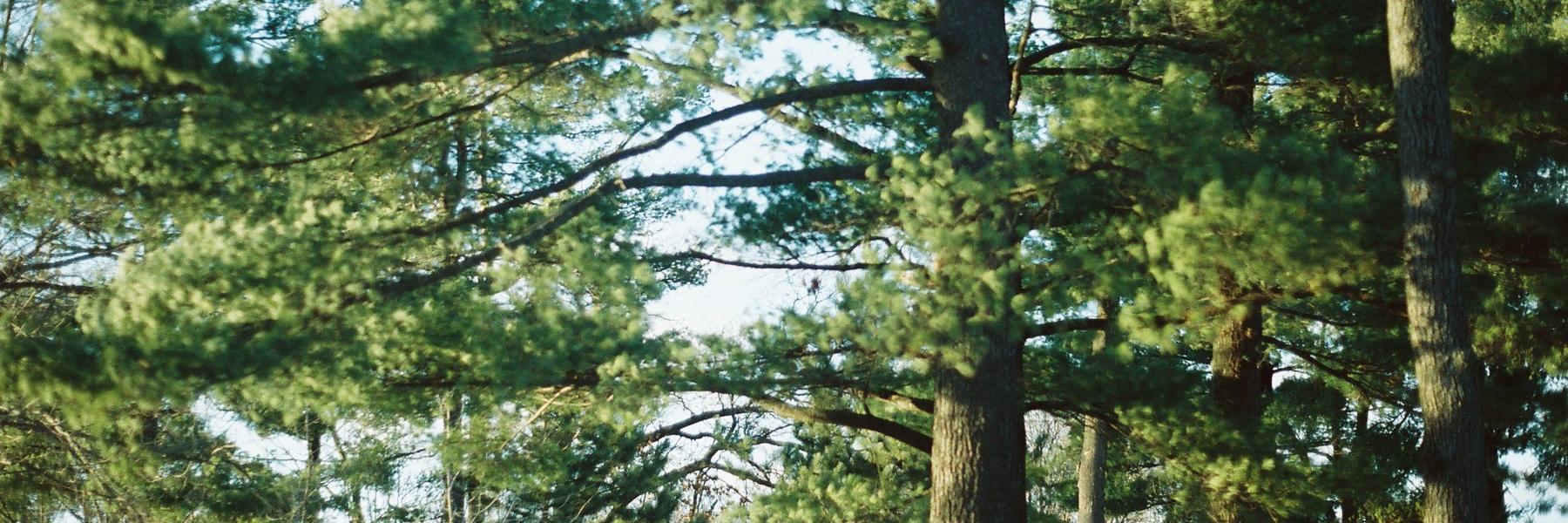halltoni's profile banner image