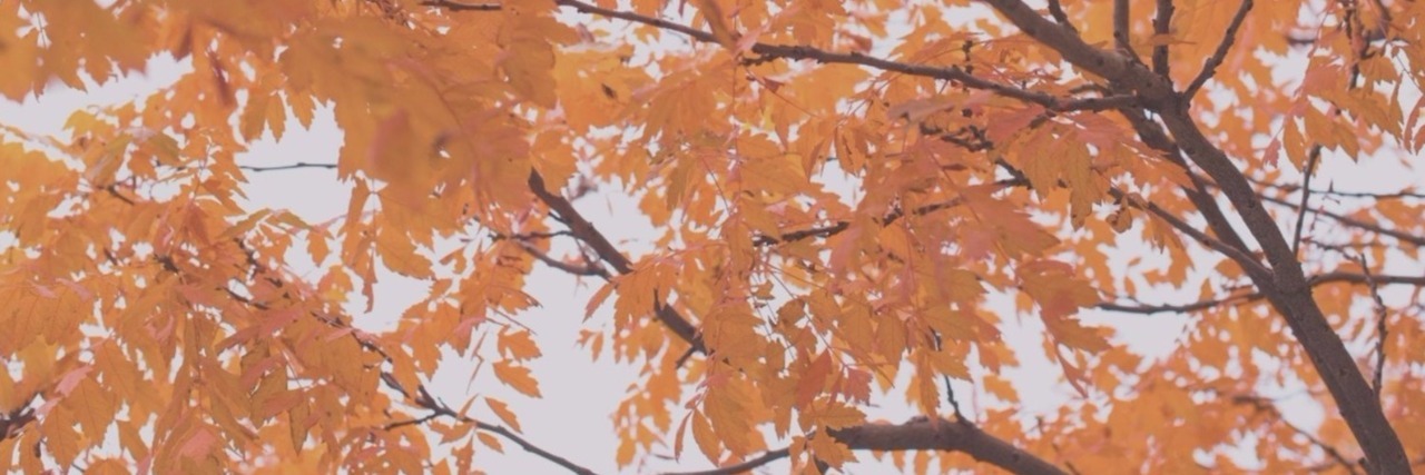 Miraechae's profile banner image