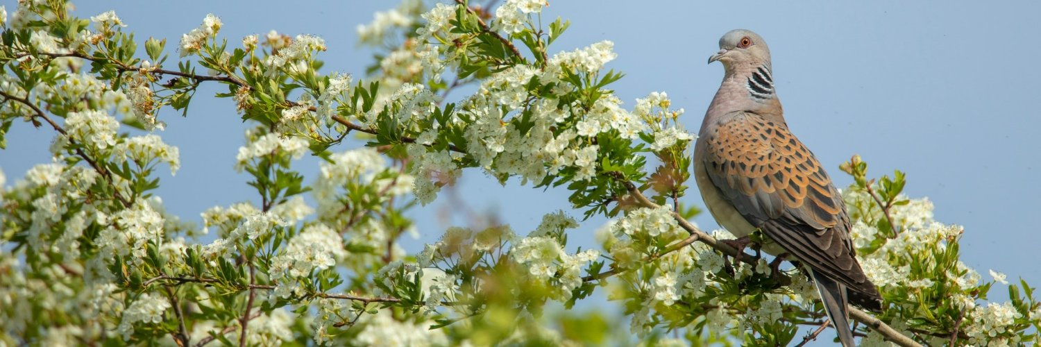 Operation Turtle Dove banner