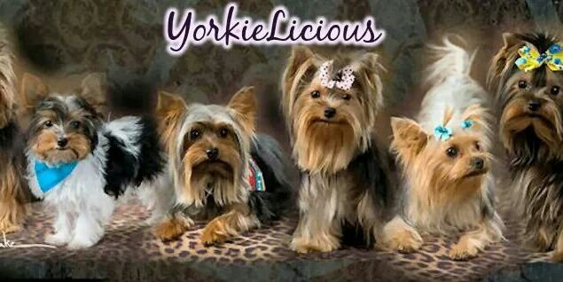yorkielicious's profile banner image