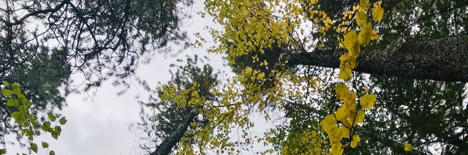 LadyDay 👩🏻‍💻 banner