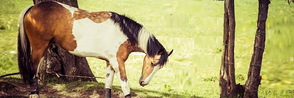 Paula Godfree banner