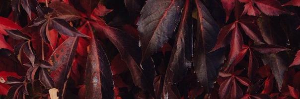 vallleriya2's profile banner image