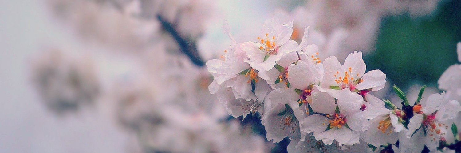 Sarahfina_Rose's profile banner image