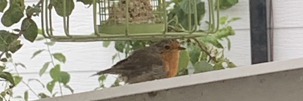 Estelle Golding banner