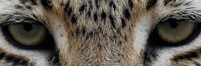 rhairn's profile banner image