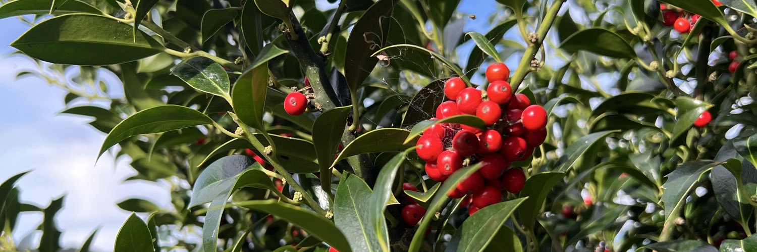 Beatriz Albella Rdgz banner