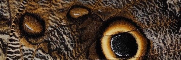 the_fritillary's profile banner image