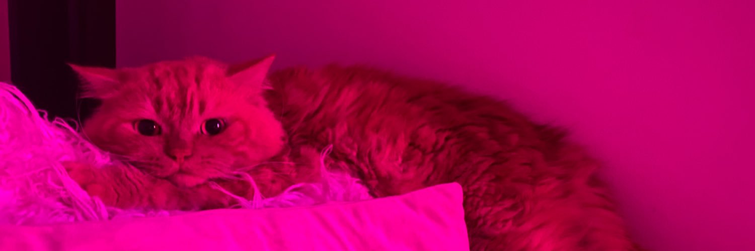 notnegs's profile banner image