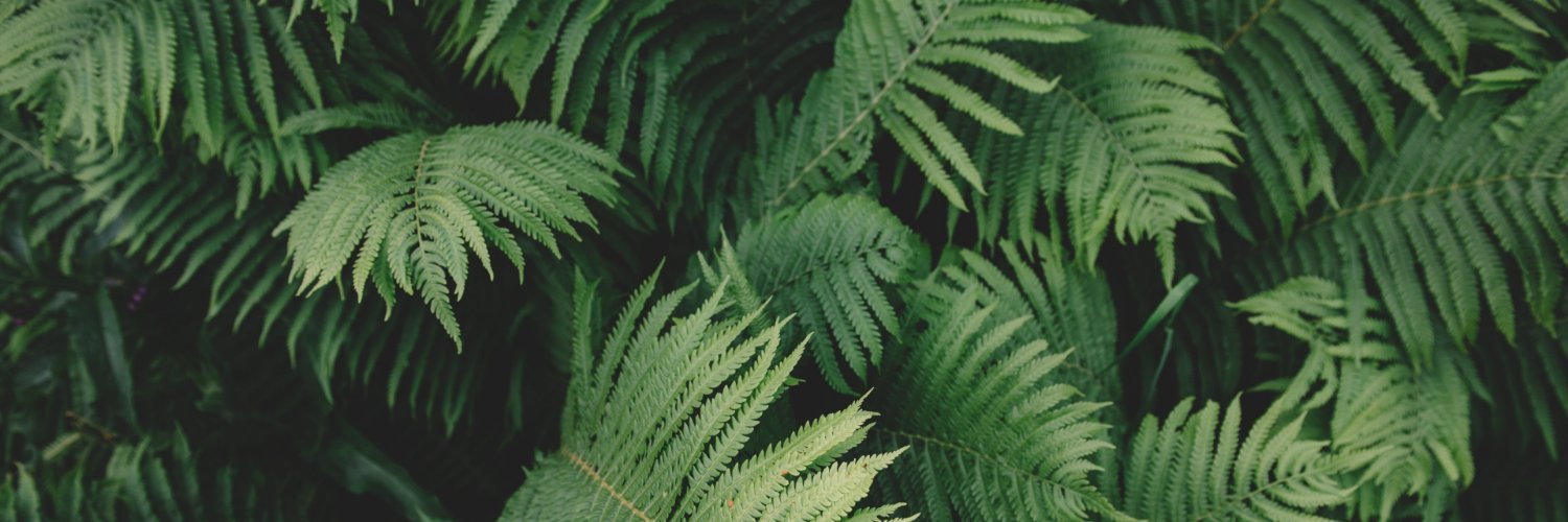 jejuneum's profile banner image