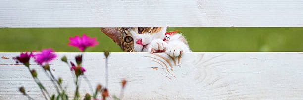paula🐈‍⬛'s banner