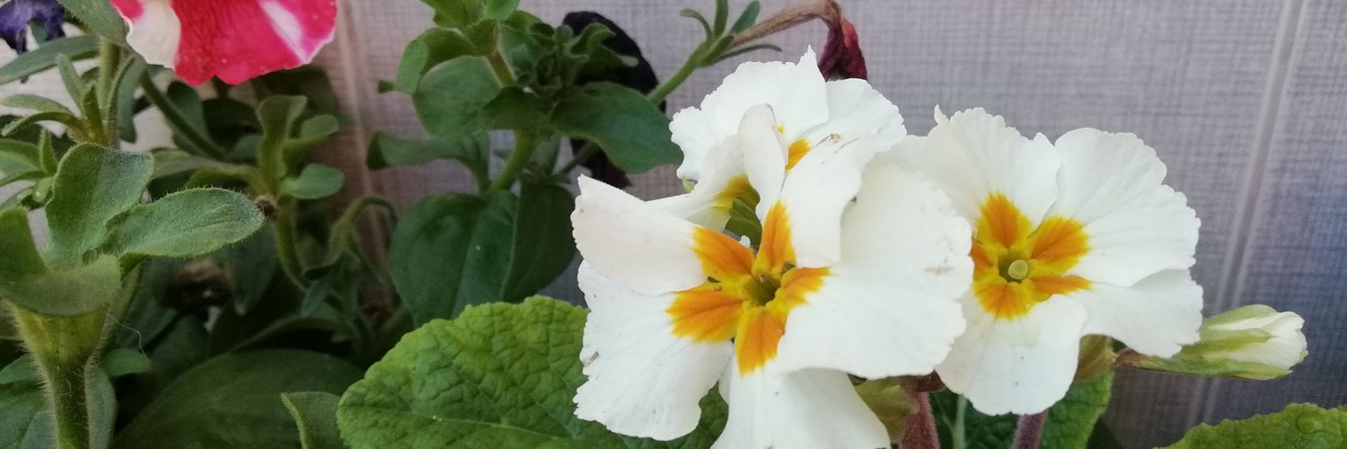 shenoa1981's profile banner image