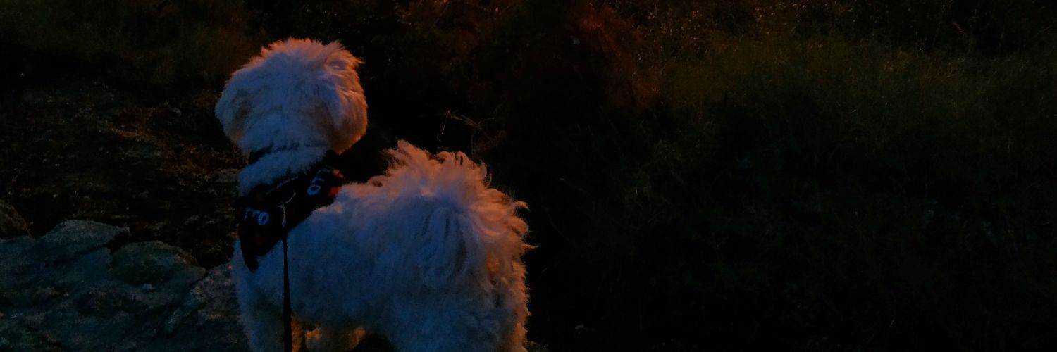 mangomambo's profile banner image
