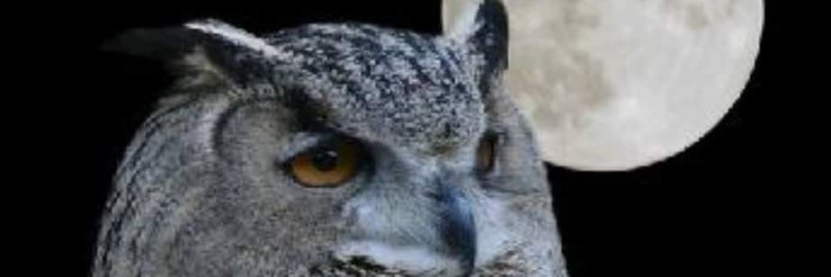 OESkogsbergN's profile banner image