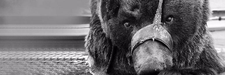forgottenanimal's profile banner image