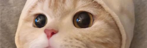 PoppieCh's profile banner image