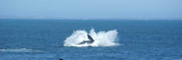 WhaleFringe's profile banner image