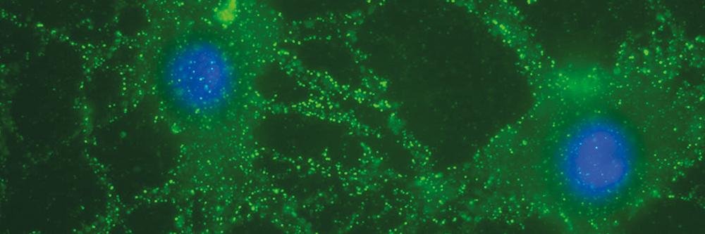 PPiPStudy's profile banner image