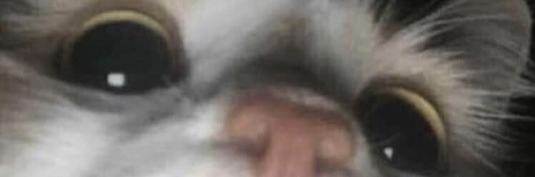 Foster_Mane's profile banner image