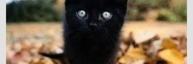 Catscinating's profile banner image