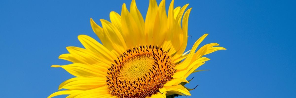 flippermstar's profile banner image