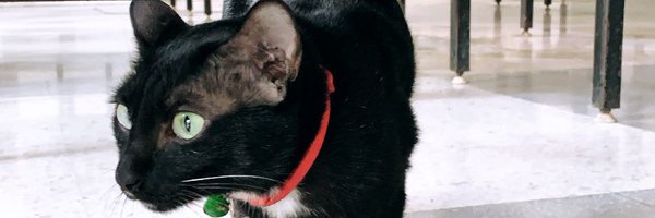 imtherealtwo Profile Banner