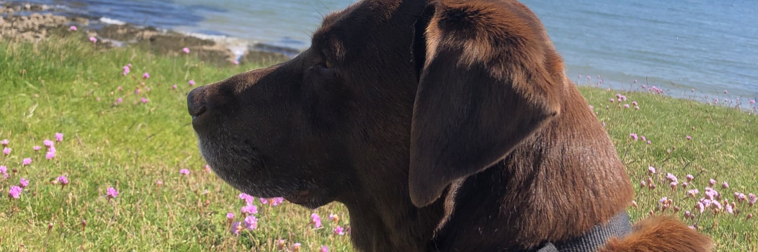 vixysemple's profile banner image