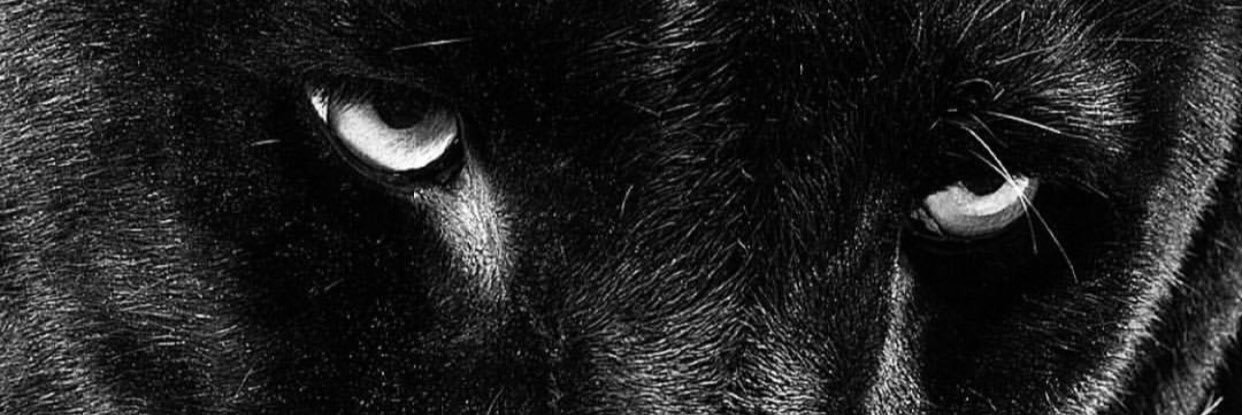 christo1009's profile banner image
