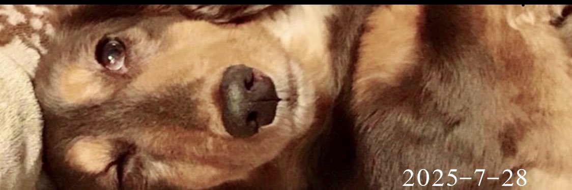 ユキ🐶 banner