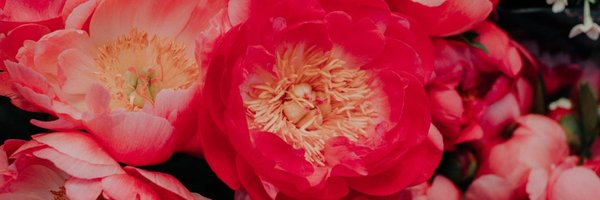 yulibees Profile Banner