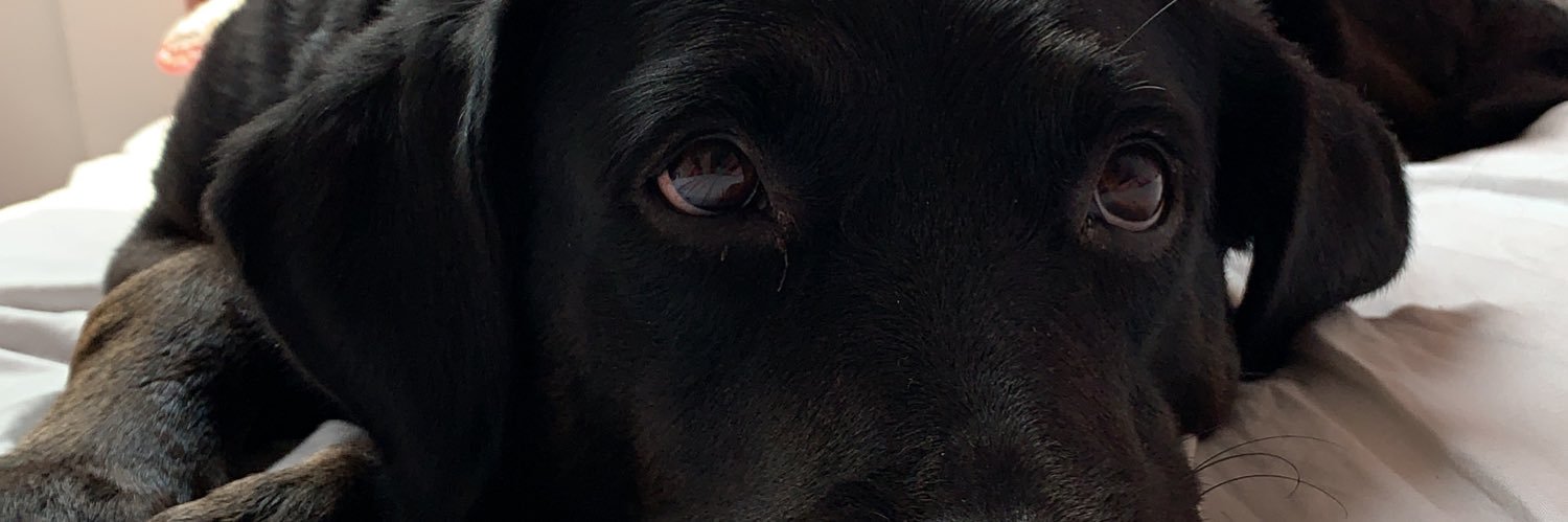 lillygac's profile banner image
