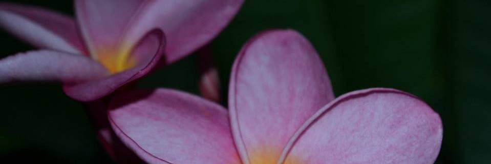 SarahMunnWrites's profile banner image