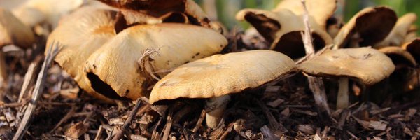 AllotmentsForum Profile Banner