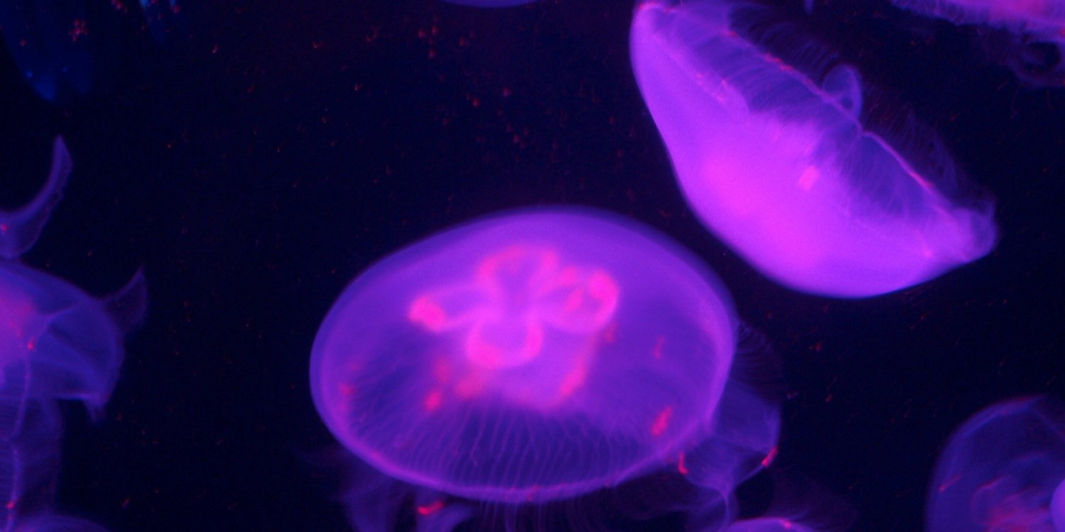 シャ・ローム banner