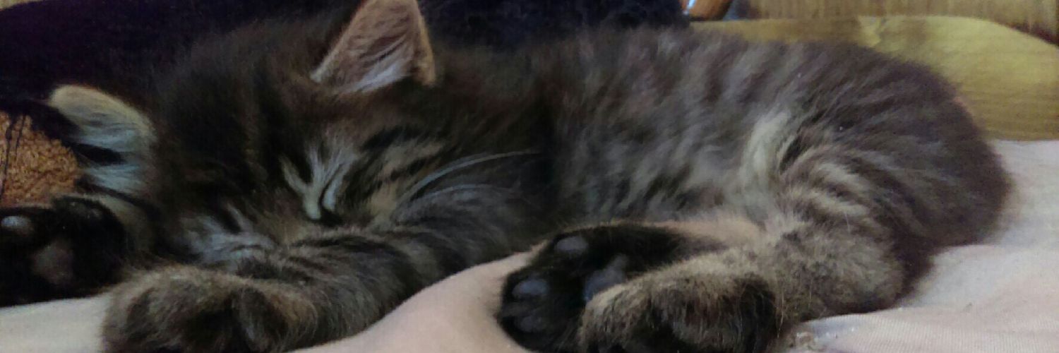 ElizaHutcherson's profile banner image