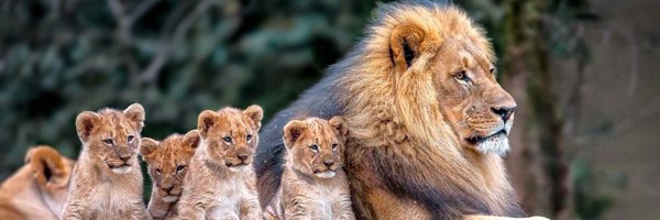 AMAZlNGNATURE Profile Banner