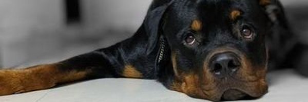 chitreamol Profile Banner