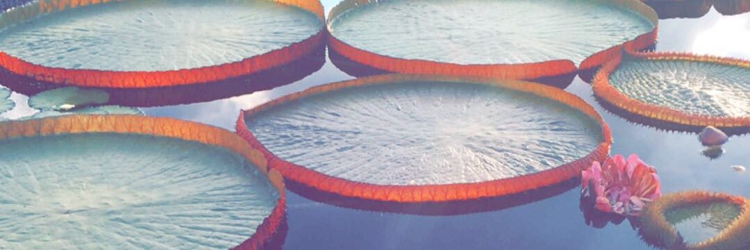 eliseschicc's profile banner image