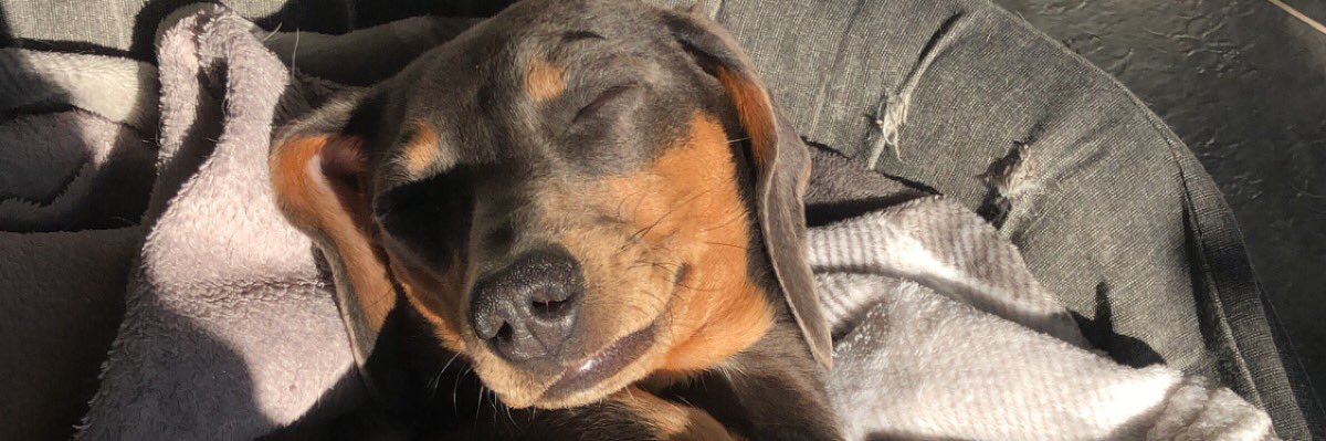 zjXox's profile banner image