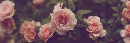 Viviane O Vaz banner