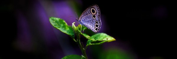 nirajishaan Profile Banner