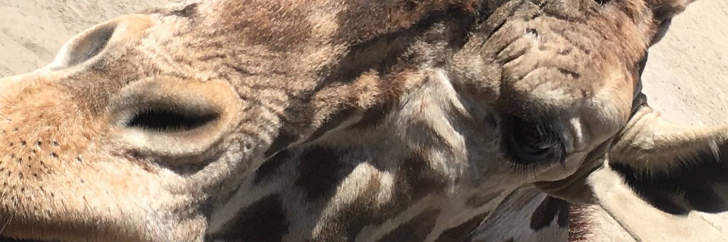 Kumysify's profile banner image