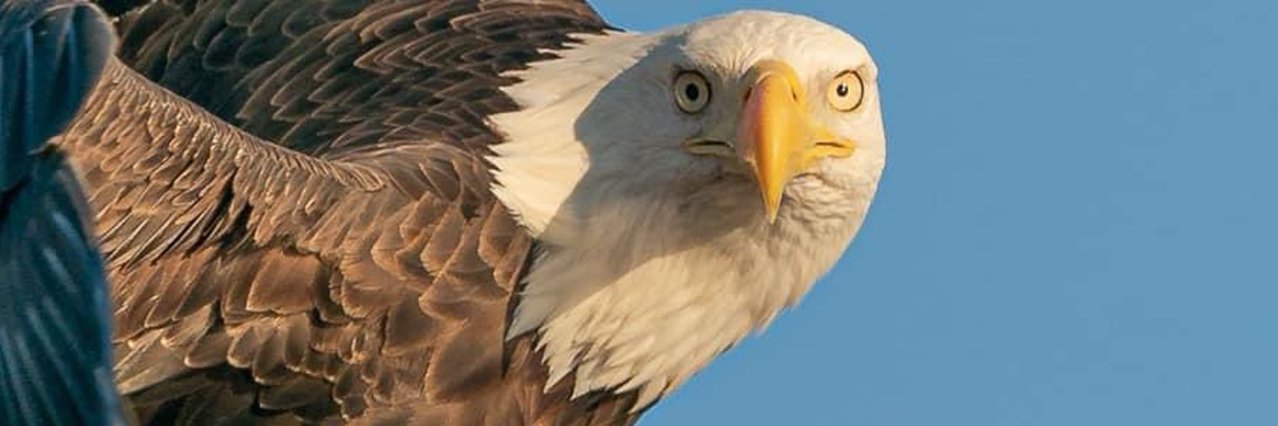 Tigerbyte0's profile banner image