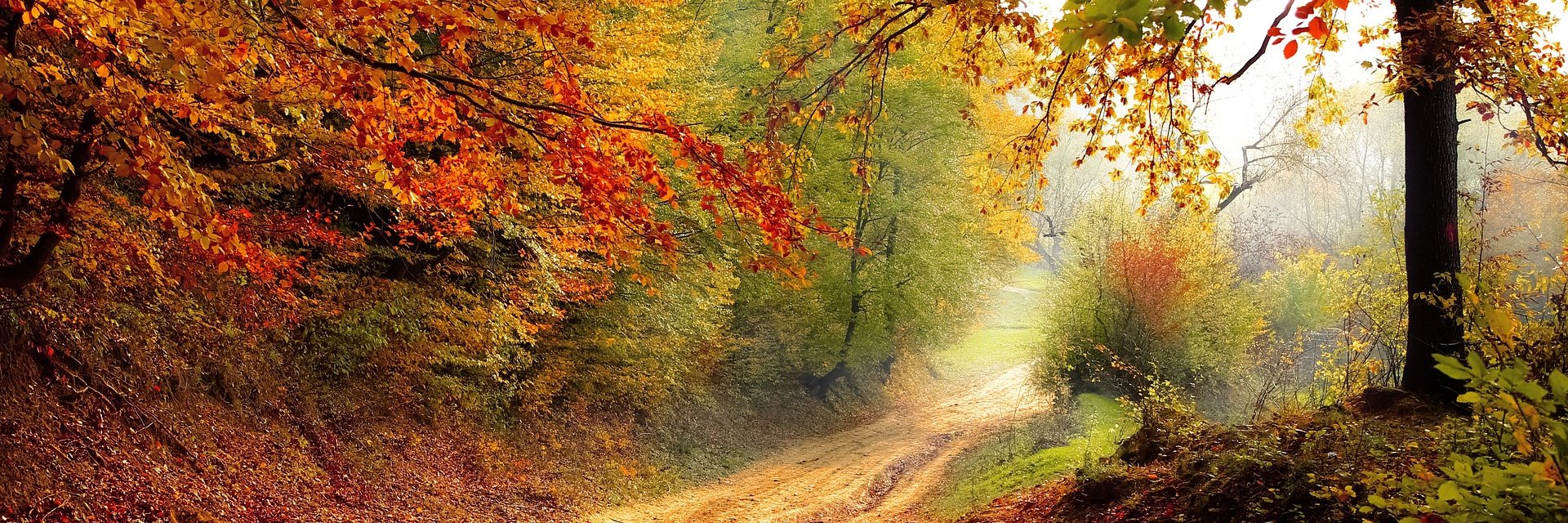 María Dolores banner