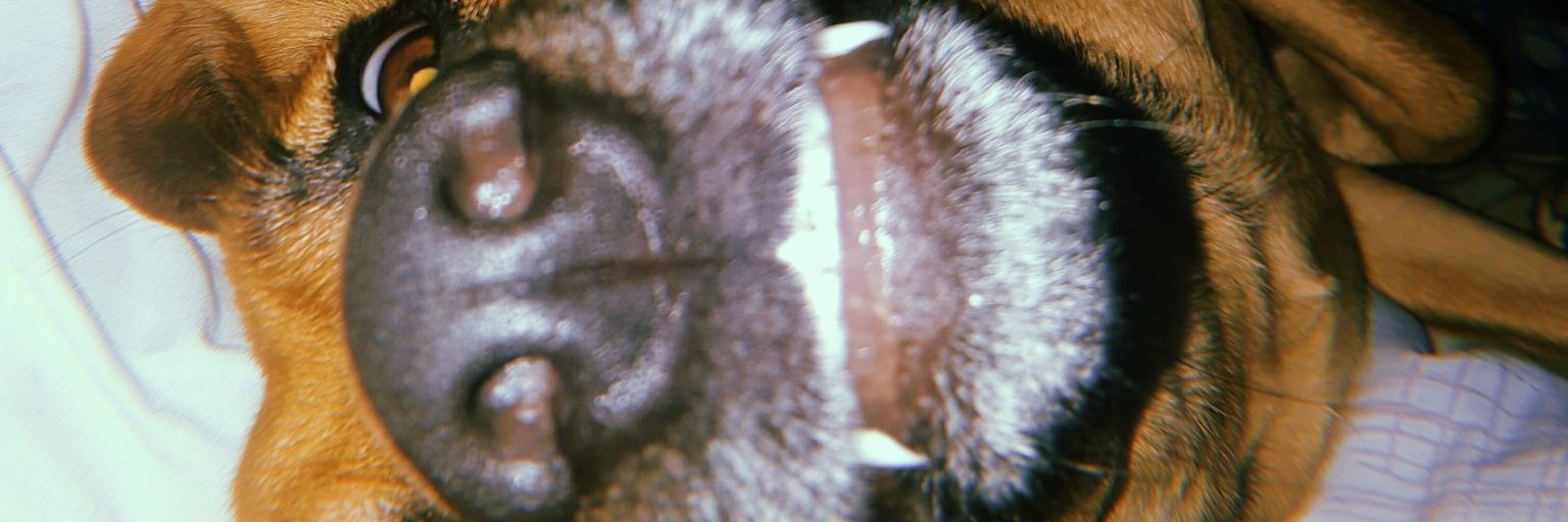 LeeilaCastillo's profile banner image