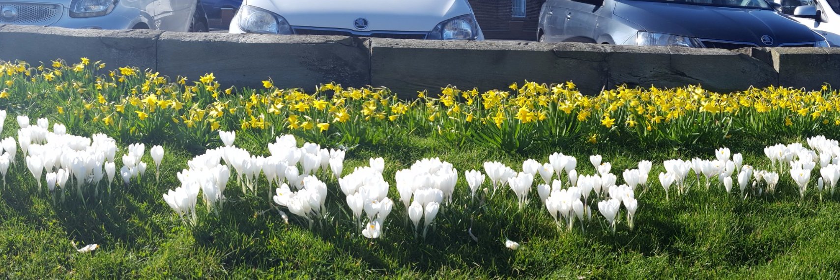 Whitby In Bloom banner