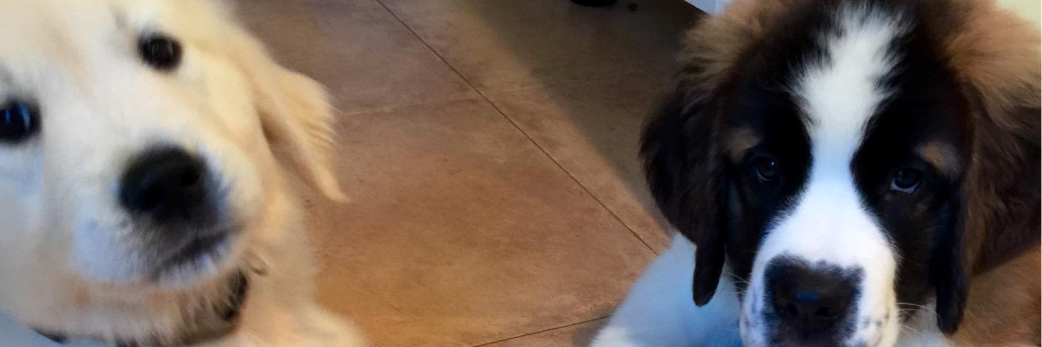 DJ Tony Scalies banner