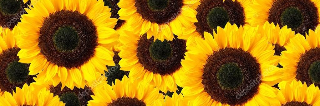 meghan_mans's profile banner image